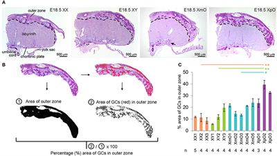 At Term, XmO and XpO Mouse Placentas Show Differences in Glucose Metabolism in the Trophectoderm-Derived Outer Zone